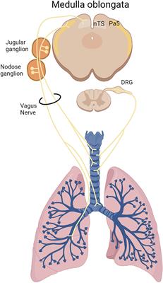 Innate Receptors Expression by Lung Nociceptors: Impact on COVID-19 and Aging